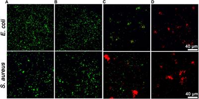 Near-infrared light-heatable platinum nanozyme for synergistic bacterial inhibition